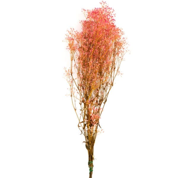 Gypsophilla Pink RU