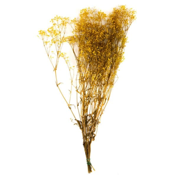 Gypsophilla Yellow RU