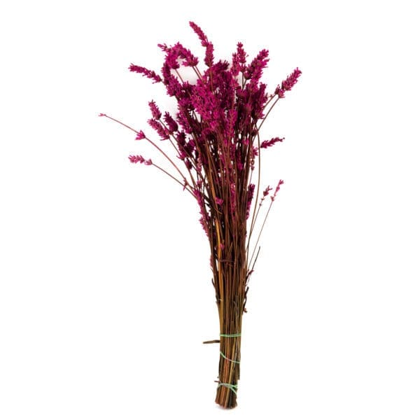 Lavender Fuchsia RU