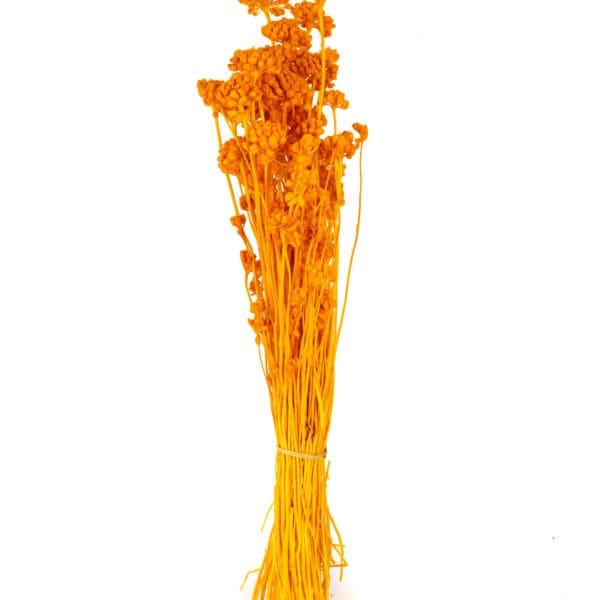 Lonas Orange NI
