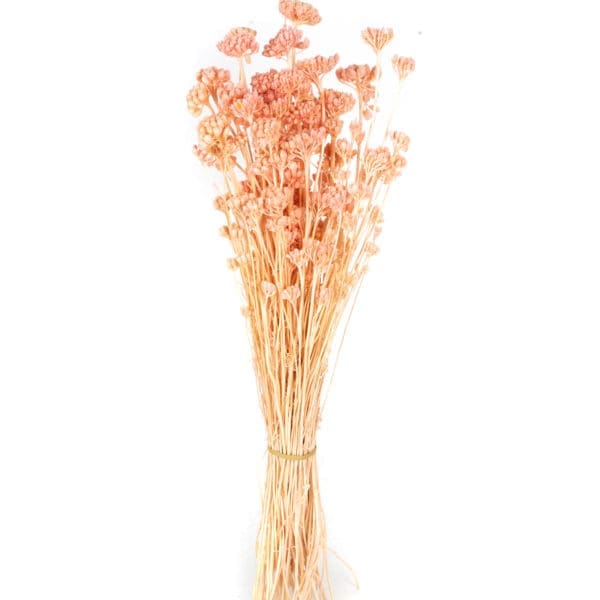 Lonas Pink NI