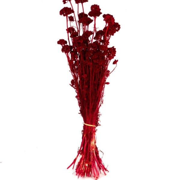 Lonas Red NI