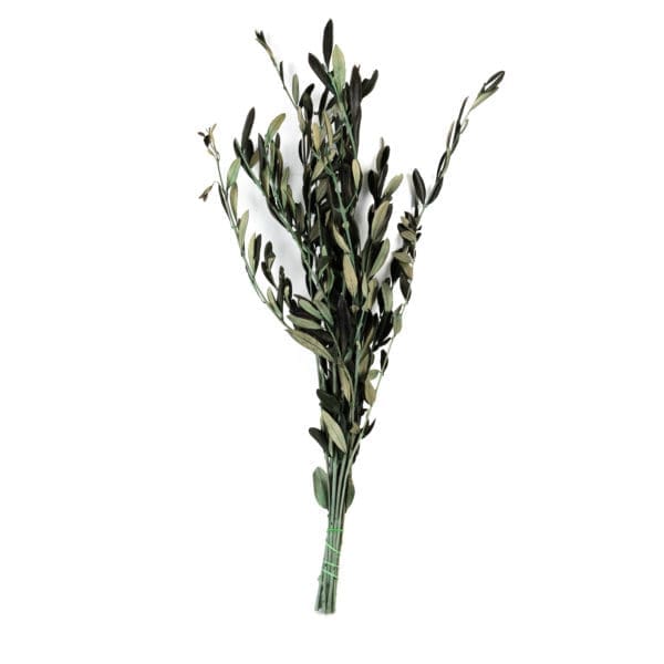 Olive Provencal RU