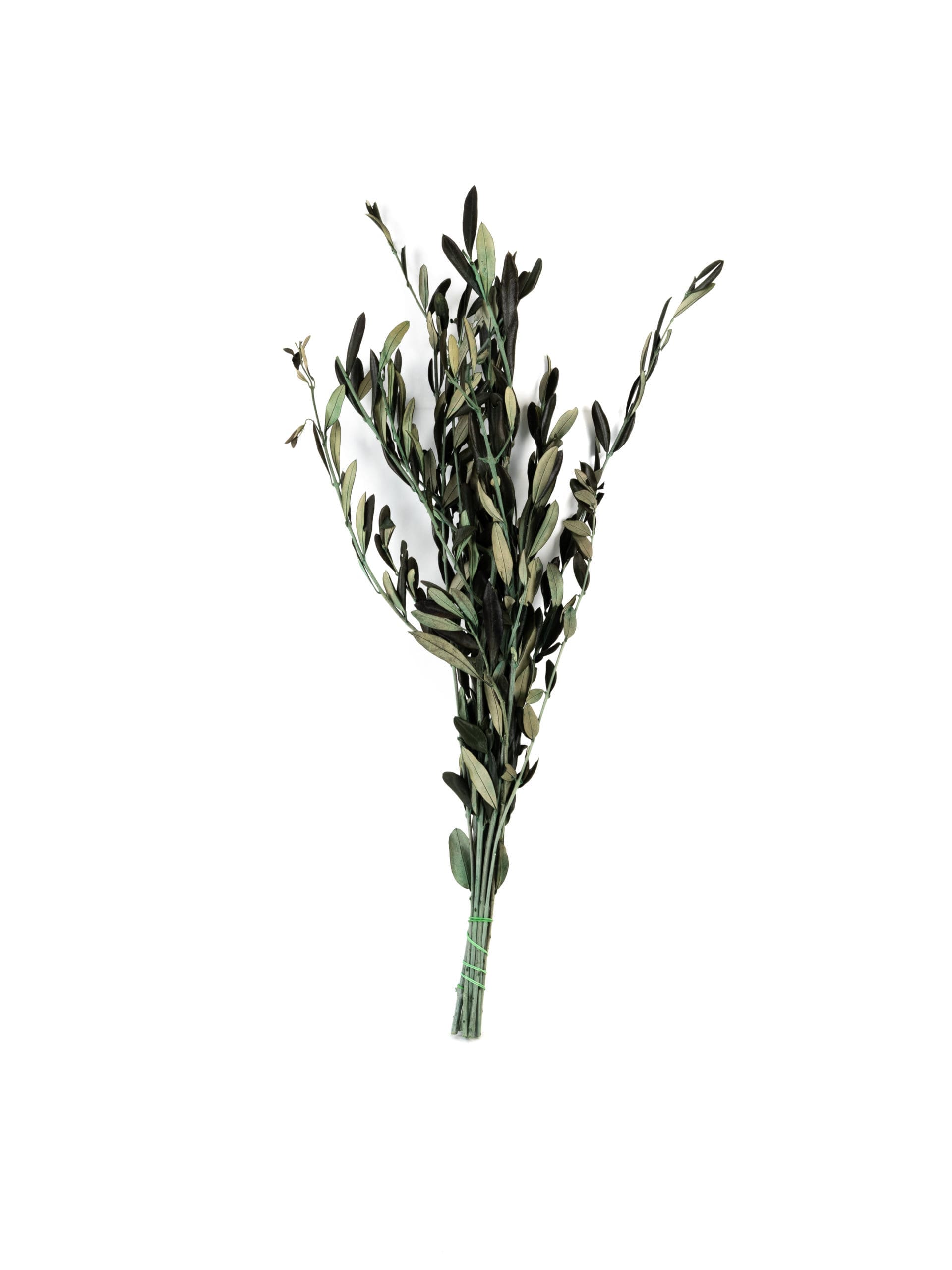 Olive20RU20Bunch.jpg