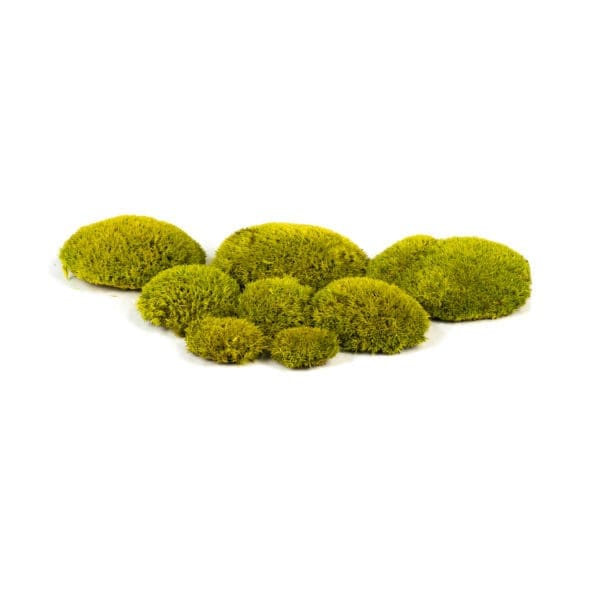 Pole Moss Kiwi MM (4 lbs MB)