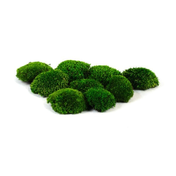 Pole Moss Mini Forest CH (1 lb WB)
