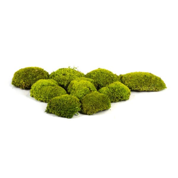 Pole Moss Mini Lime CH (1 lb WB)