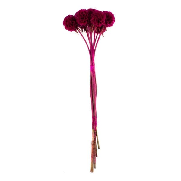 Scabiosa Fuchsia RU