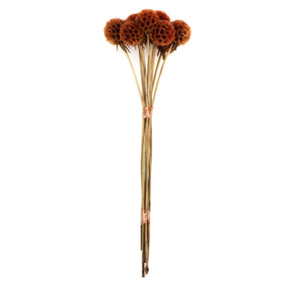 Scabiosa Orange RU