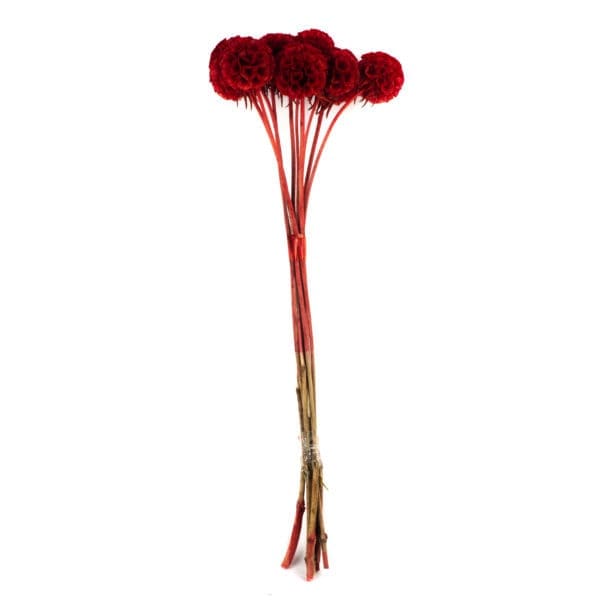 Scabiosa Red RU