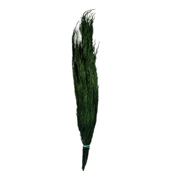 Thuja NI