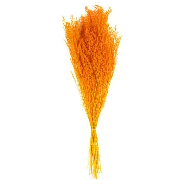 Caspia Orange NI