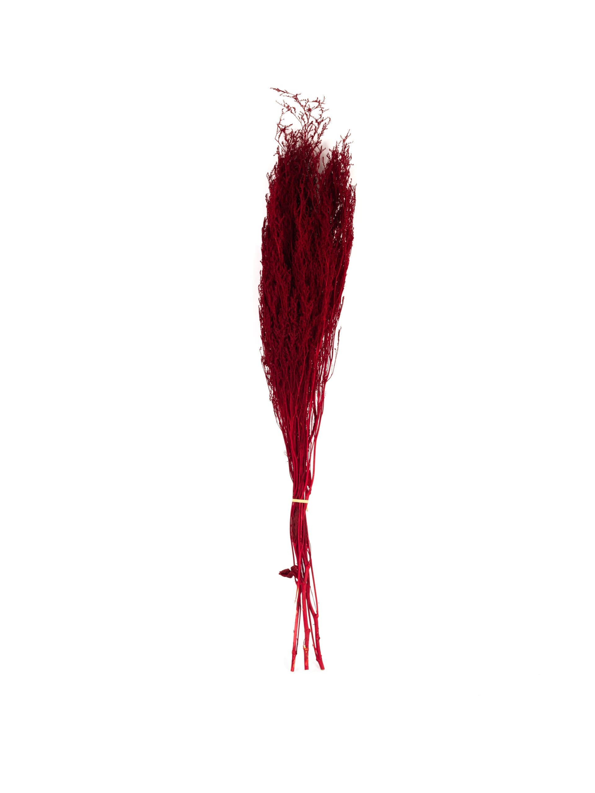 Caspia20Red20NI20Bunch.jpg
