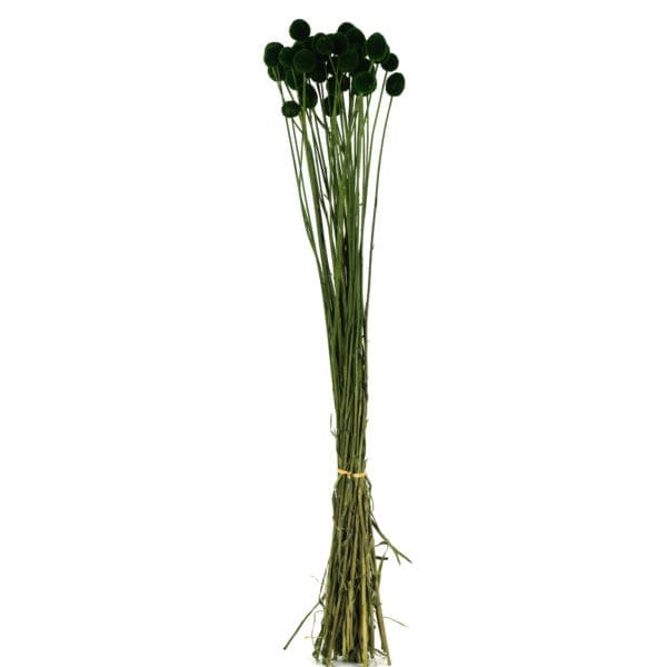 Craspedia Dark Green NI