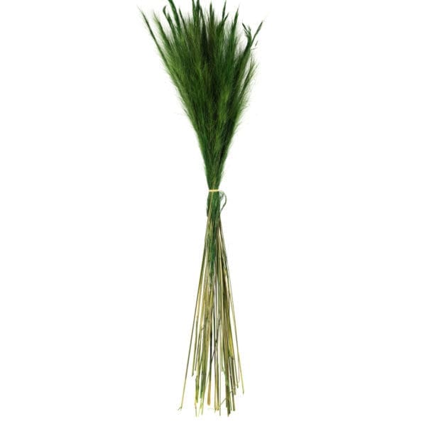 Fox Grass Green NI