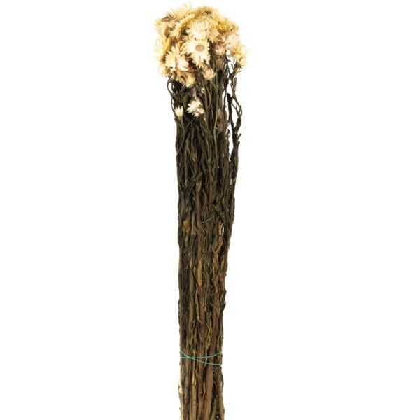 Helychrisium Dry Natural NI