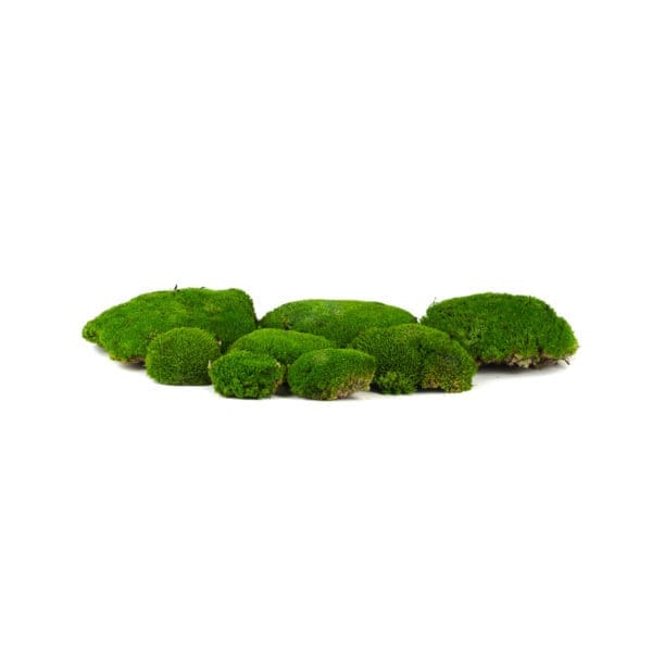 Pole Moss Medium IS (8 lbs MB)