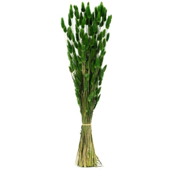 Lagurus Green NI