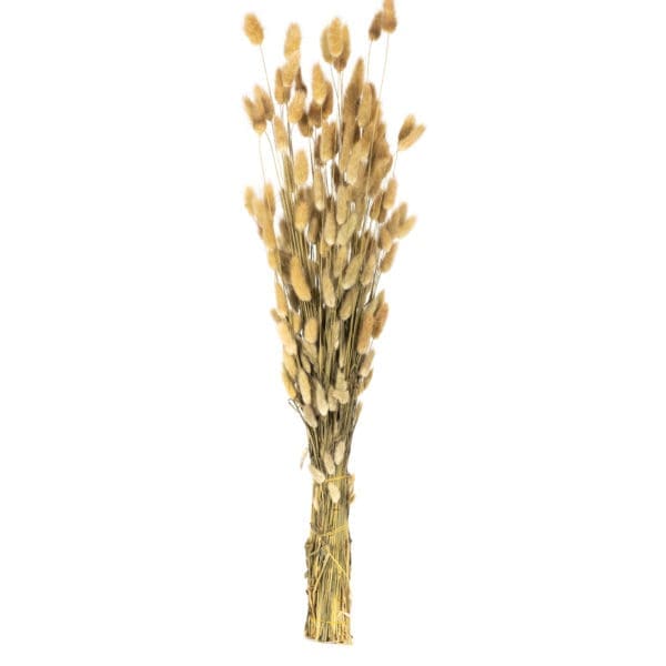 Lagurus Natural NI