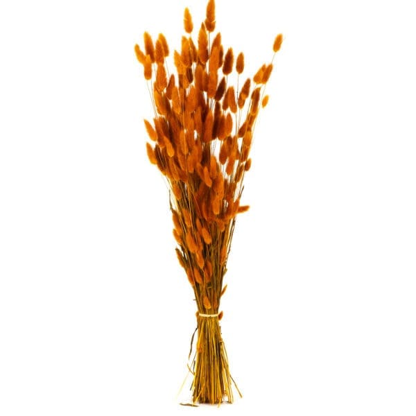 Lagurus Orange NI