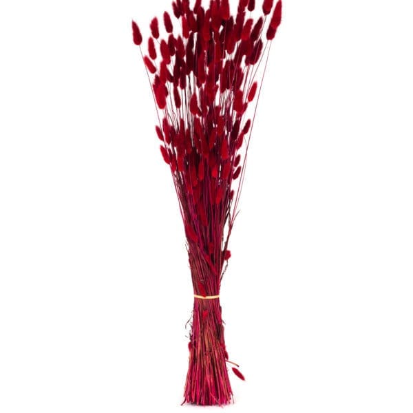 Lagurus Red NI