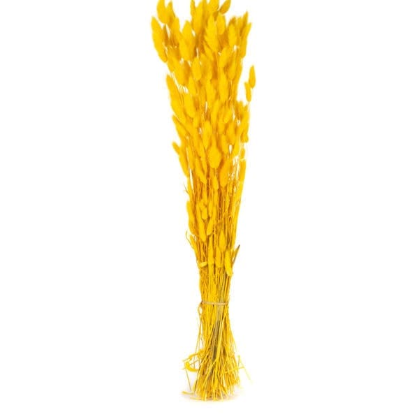 Lagurus Yellow NI