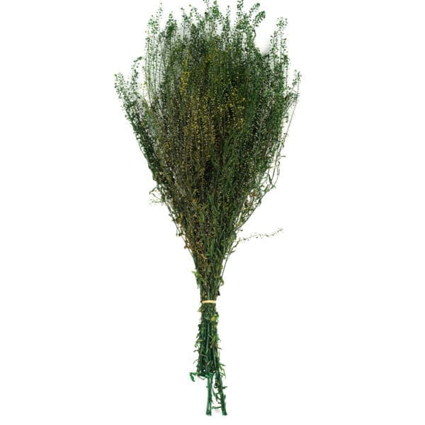Lepidium Green NI