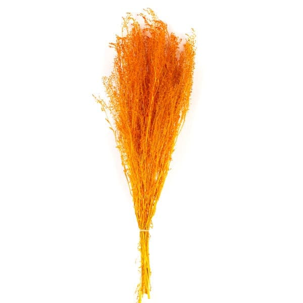 Lepidium Orange NI