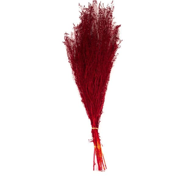 Lepidium Red NI