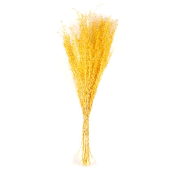 Lepidium Ivory NI