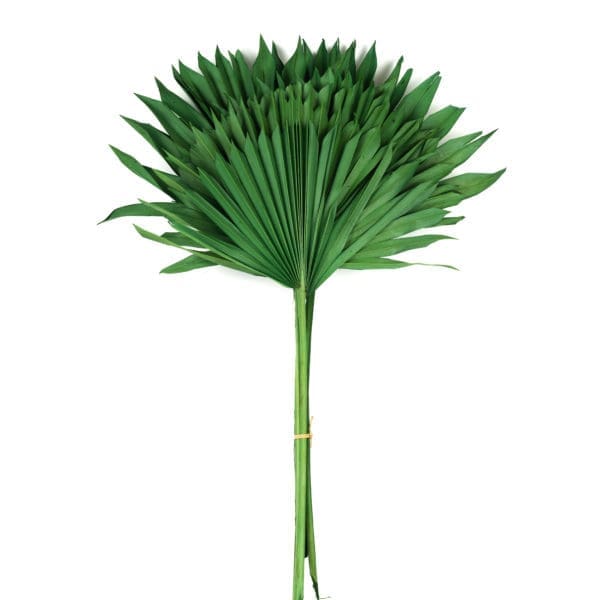 Palm Sun Green NI