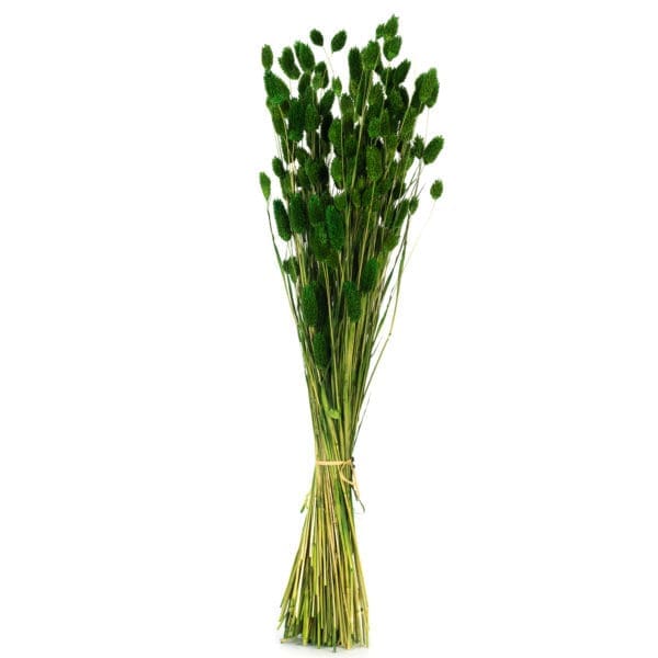 Phalaris Green NI
