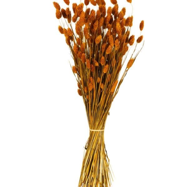 Phalaris Orange NI