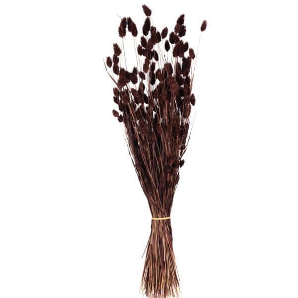 Phalaris Purple NI