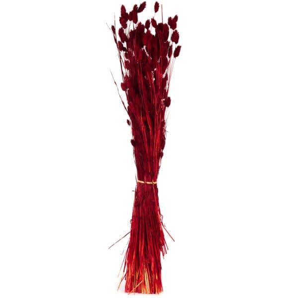 Phalaris Red NI