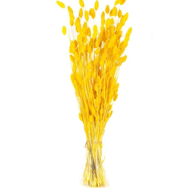 Phalaris Yellow NI