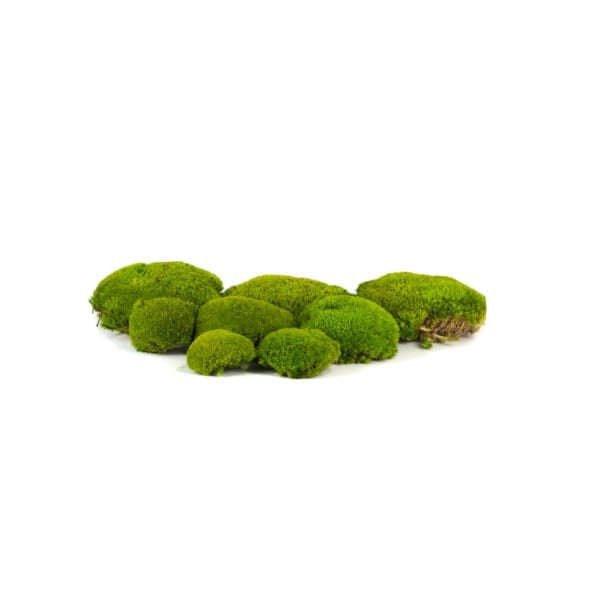 Pole Moss Apple IS (8 lbs MB)