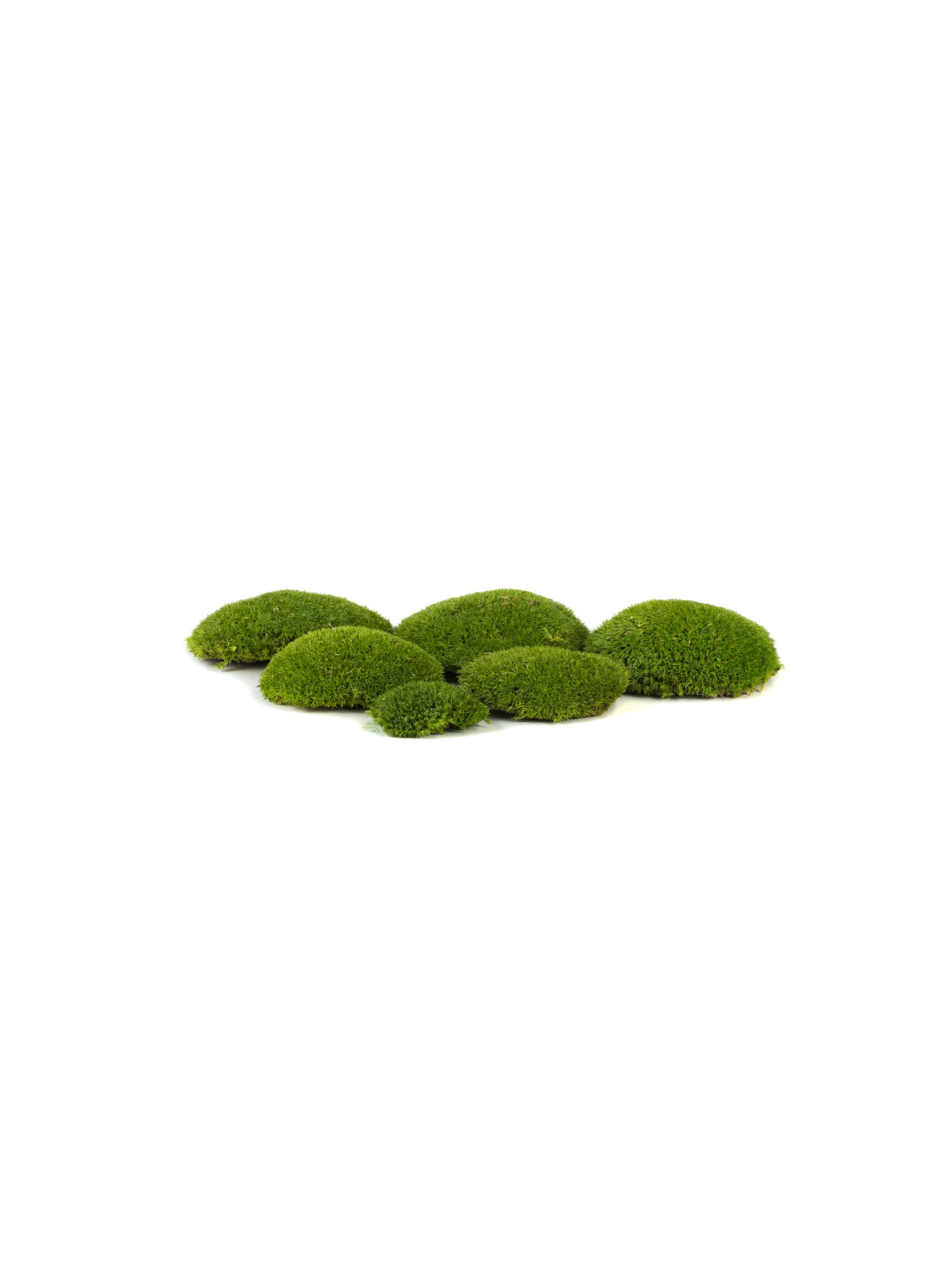 Pole20Moss20Medium20MM20Bunch.jpg