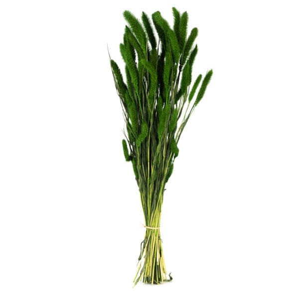 Setaria Green NI