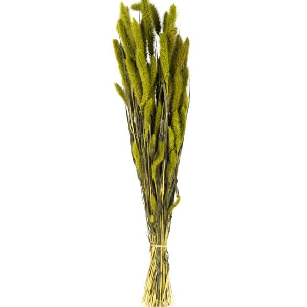 Setaria Light Green NI