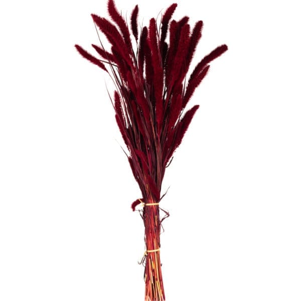 Setaria Red NI