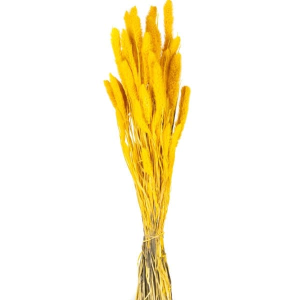 Setaria Yellow NI