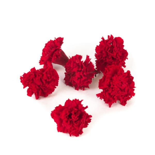Carnation Red