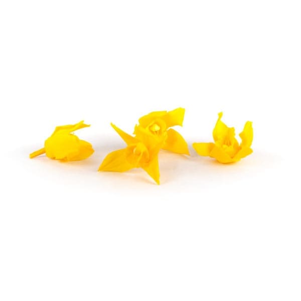 Cymbidium Yellow