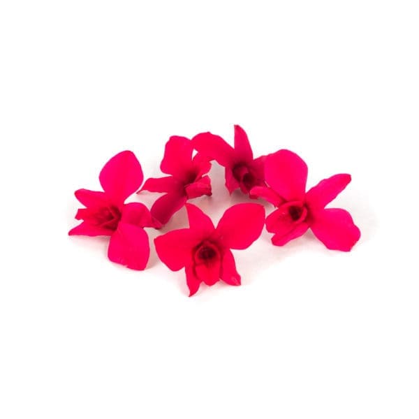 Dendrobium Dark Pink