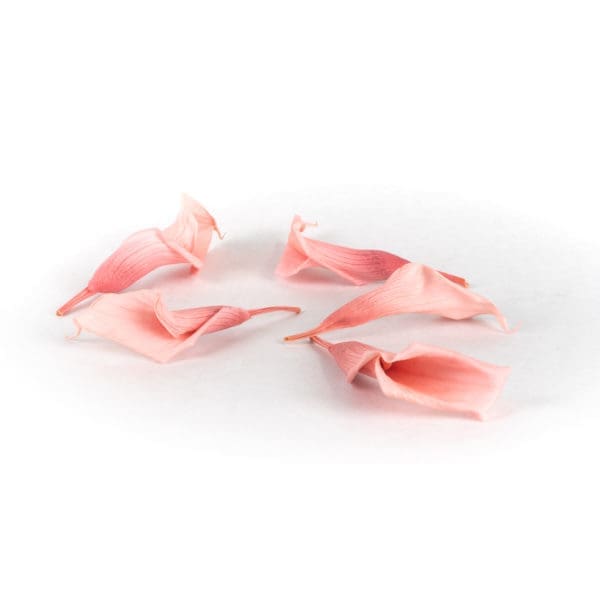 Mini Callas Pink