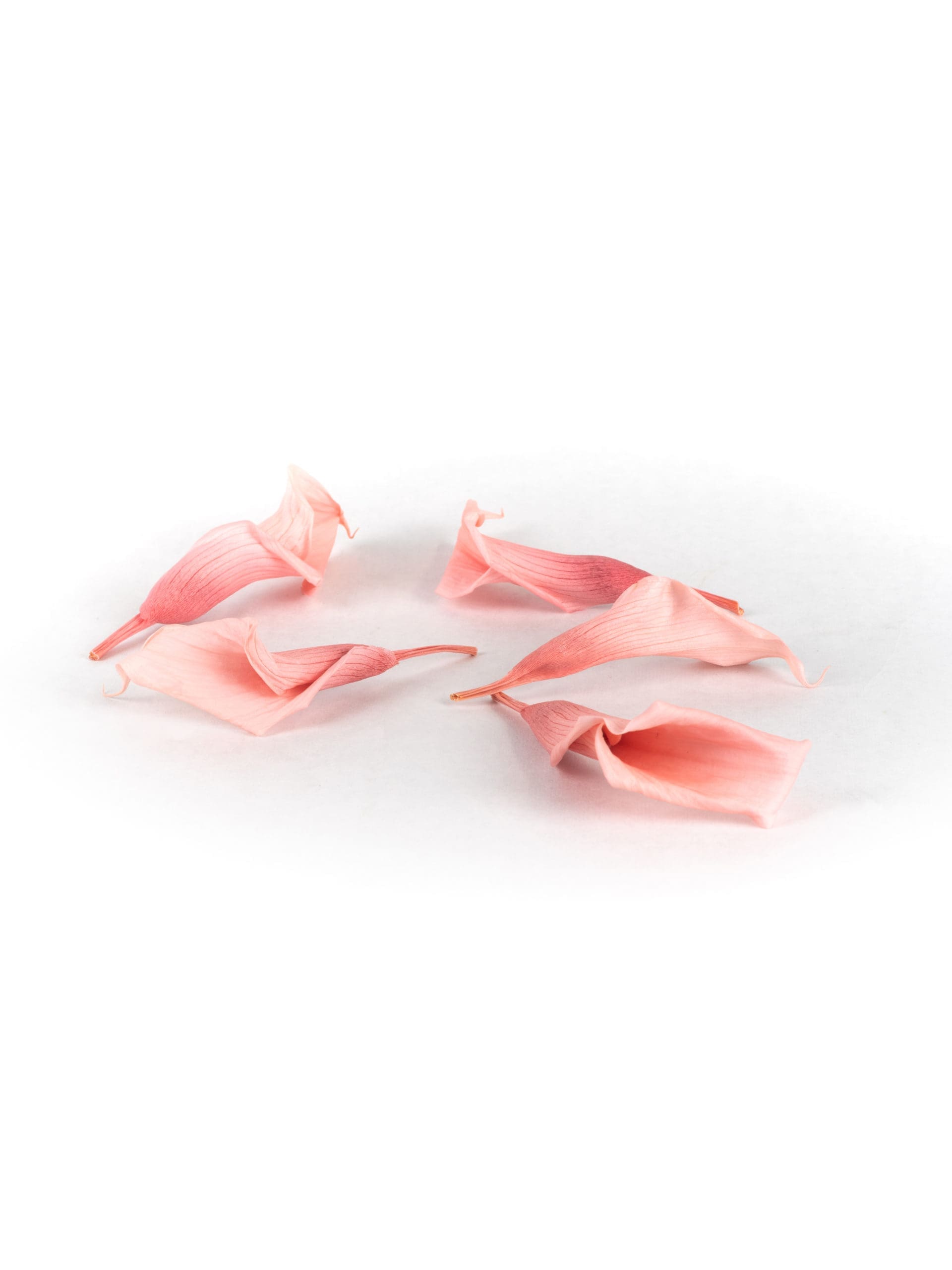 Mini20Calla20Pink20-20Bunch.jpg