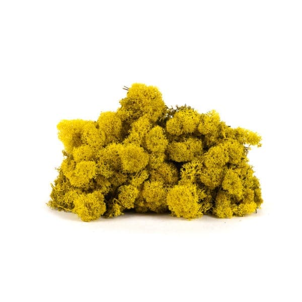 Reindeer Yellow CA (8 oz bag)