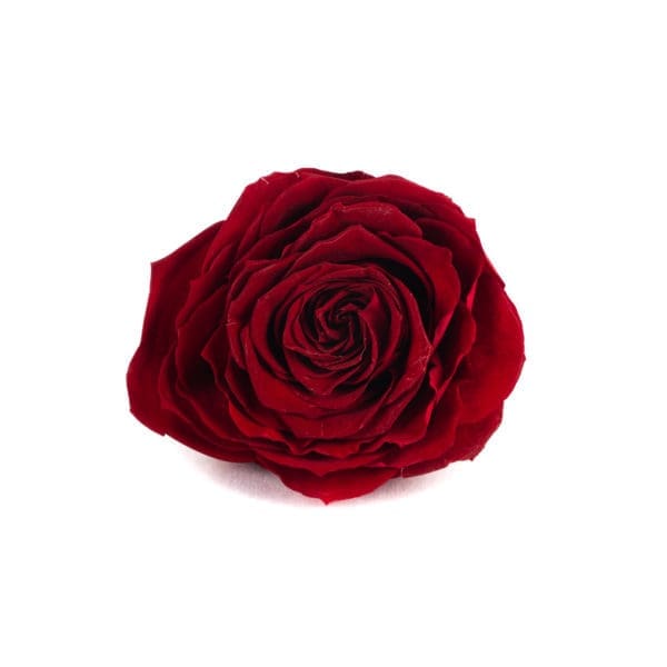 Rose 1 Head Red