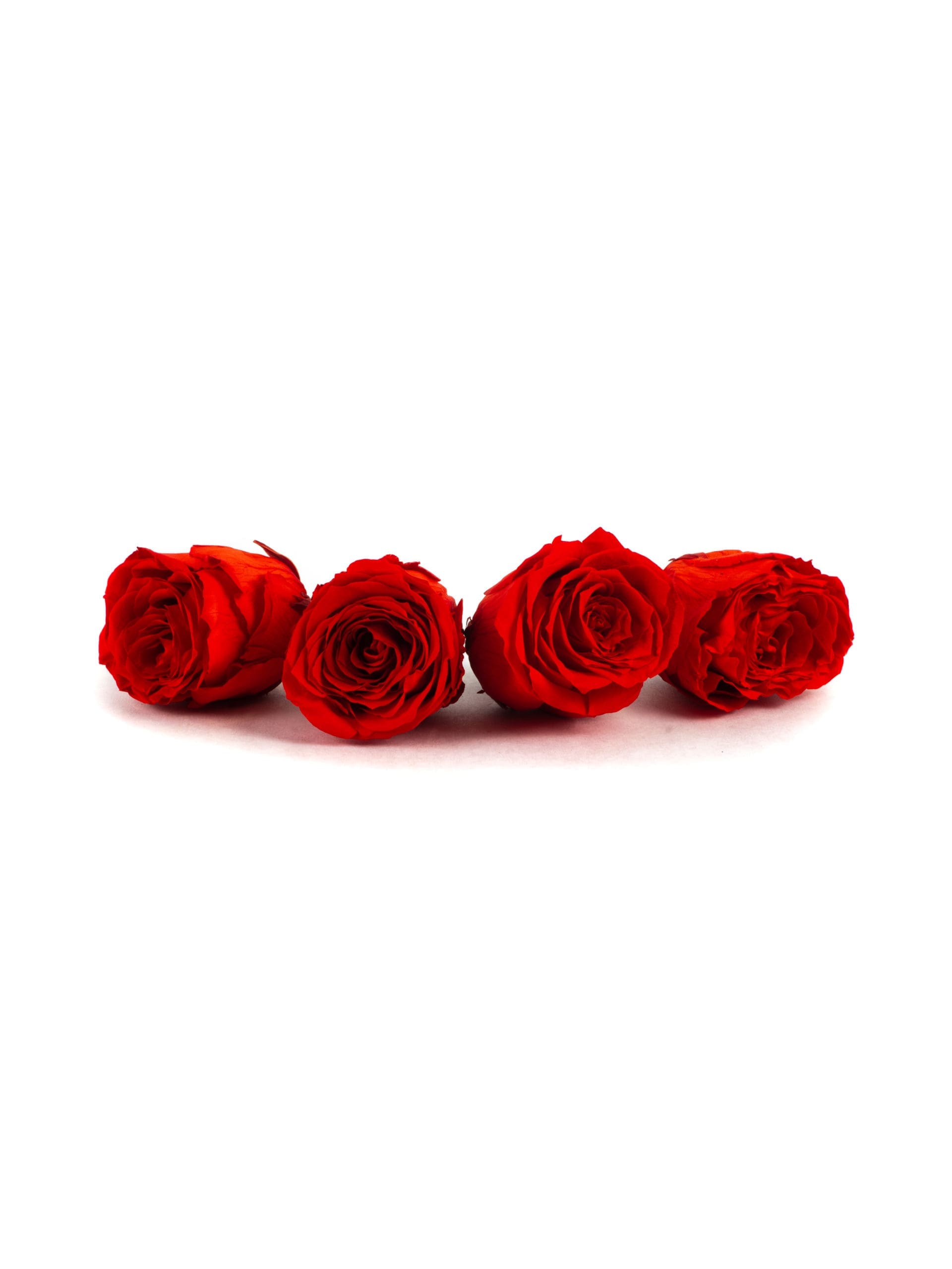 Rose20Red20-20420Head20-20Bunch.jpg